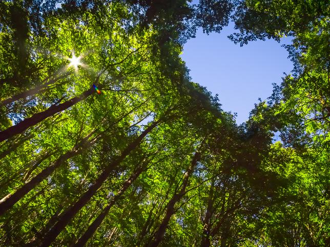 forest with heart-shaped gap to sky