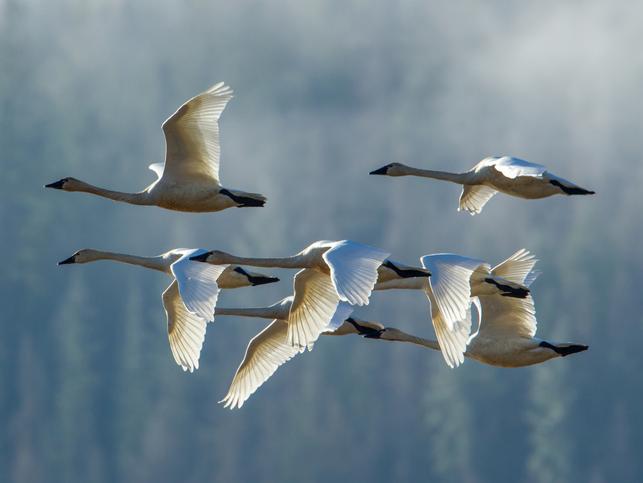 Tundra swans flying in formation