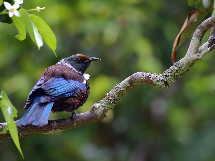 Close-up portrait of Tui - Prosthemadera novaeseelandiae - a famous New Zealand endemic honeyeater with yellow pollen on the forehead, in a blurred green background, in New Zealand