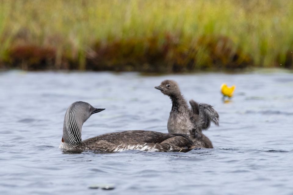 Normalised failure depicted in a baby bird learning to fly