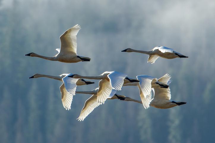 Tundra swans flying in formation